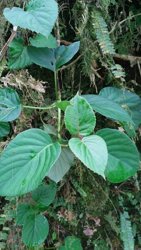 Hydrangea fauriei