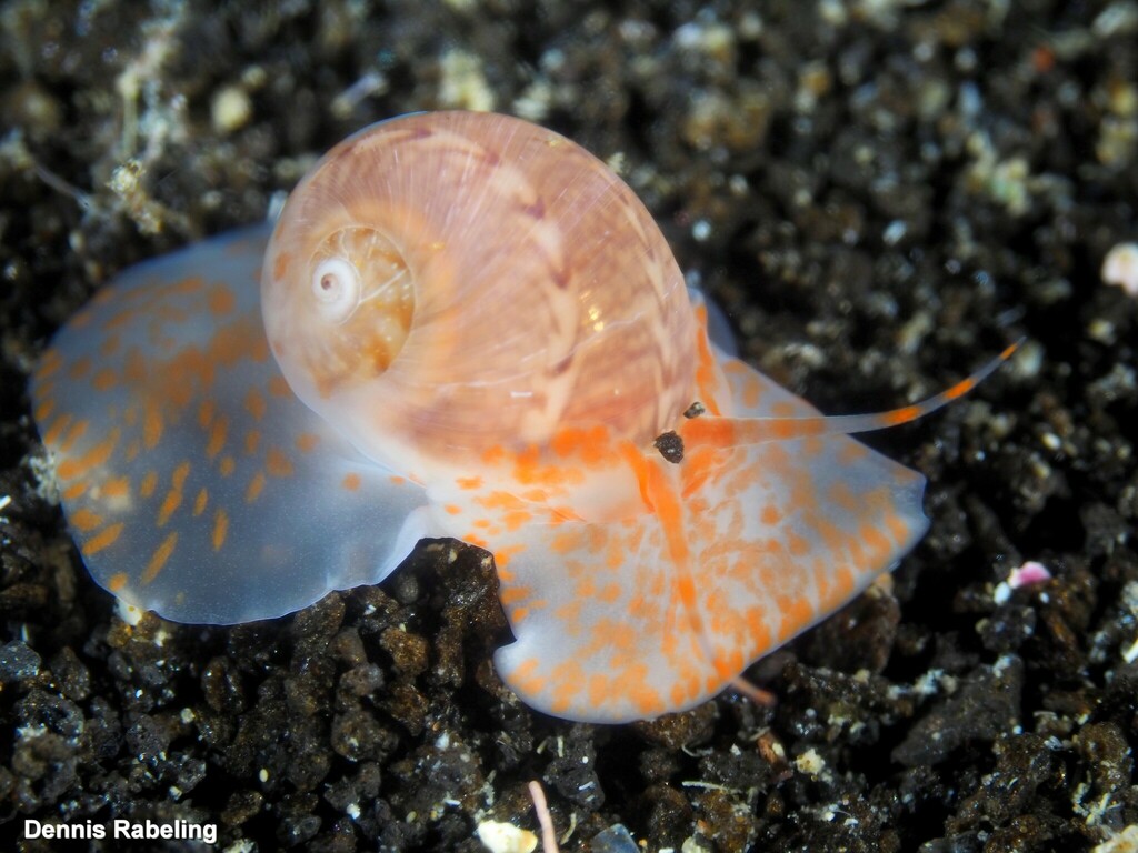 Notocochlis dillwynii