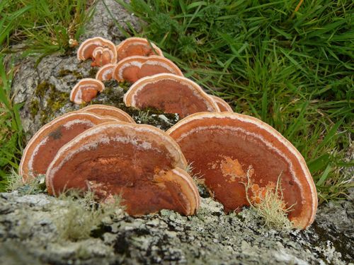 Southern Cinnabar Polypore