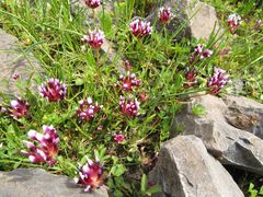 Trifolium variegatum