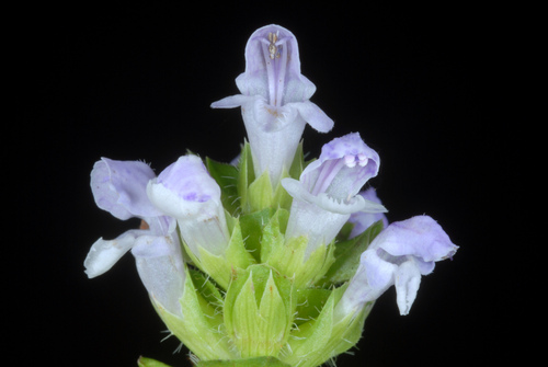 Prunella vulgaris