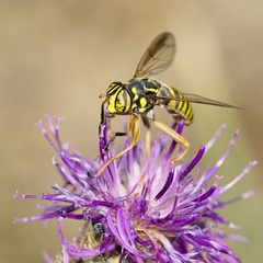 Spilomyia manicata