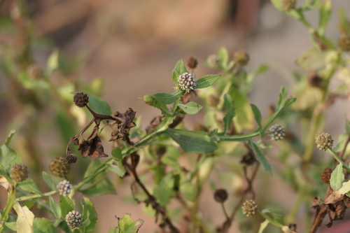 East indian globe thistle (Sphaeranthus africanus)