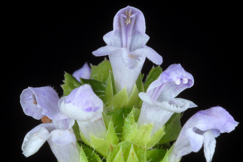 Prunella vulgaris