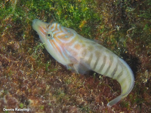 Lepadogaster lepadogaster (Bonnaterre, 1788)