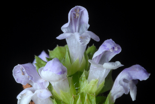Prunella vulgaris