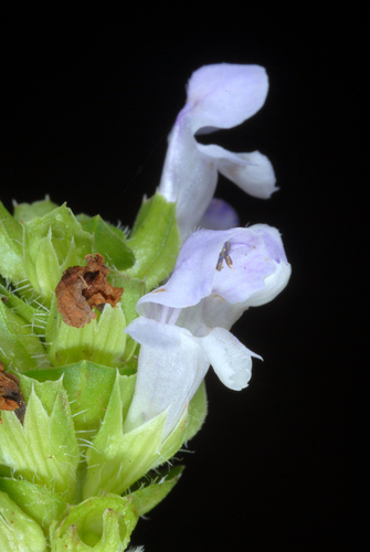 Prunella vulgaris