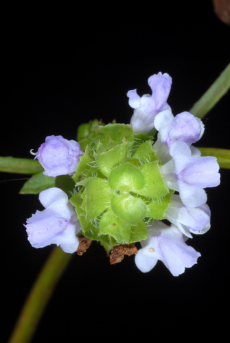 Prunella vulgaris
