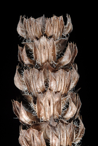 Paprastoji juodgalvė nuotrauka