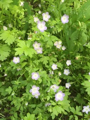 Nemophila