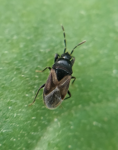 Tropistethus seminitens