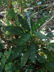 Aglaonema commutatum
