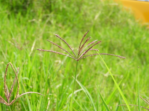 Cynodon nlemfuensis iNat (1)