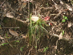Mitratae