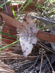 Rhinodia rostraria