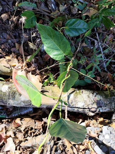 Marsdenia formosana iNat (3)