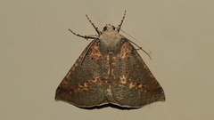 Cassythaphaga macarta