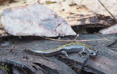 Ambystoma macrodactylum macrodactylum