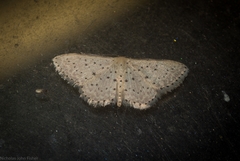 Idaea punctatissima