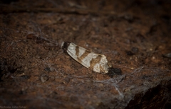 Lepidoscia dicranota