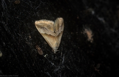 Eublemma roseana