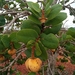 Annona coriacea - Photo (c) pablopains, algunos derechos reservados (CC BY-NC)