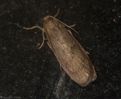 Lambula pleuroptycha