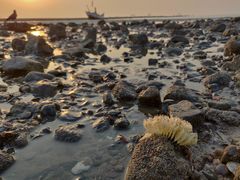 Volegalea cochlidium