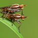 Sciomyzidae - Photo (c) Steve Reekie,  זכויות יוצרים חלקיות (CC BY-NC), uploaded by Steve Reekie
