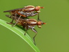 Marsh Flies - Photo (c) Steve Reekie, some rights reserved (CC BY-NC), uploaded by Steve Reekie