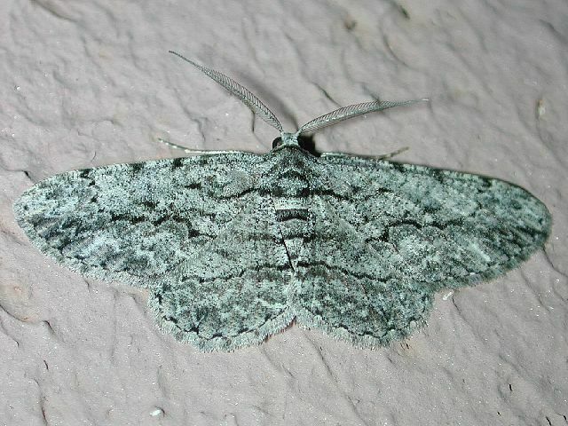 Common Gray from Ward Pound Ridge - Trailside, Westchester County, NY ...