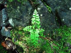 Dennstaedtia wilfordii