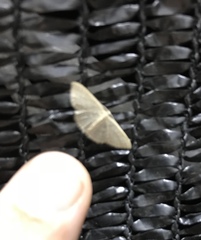 Pleuroprucha insulsaria