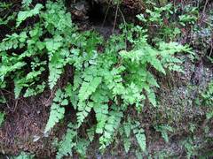 Dennstaedtia wilfordii