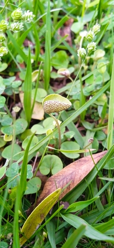 Image of Dichondra sericea by (c) Magdalena Carabio Foti, some rights reserved (CC BY)