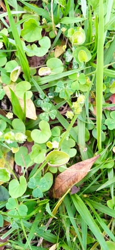 Image of Dichondra sericea by (c) Magdalena Carabio Foti, some rights reserved (CC BY)