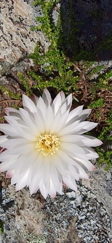Gymnocalycium denudatum