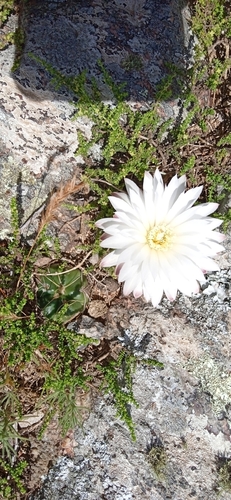 Gymnocalycium denudatum