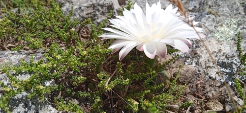 Gymnocalycium denudatum