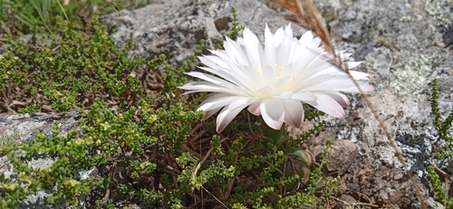 Gymnocalycium denudatum
