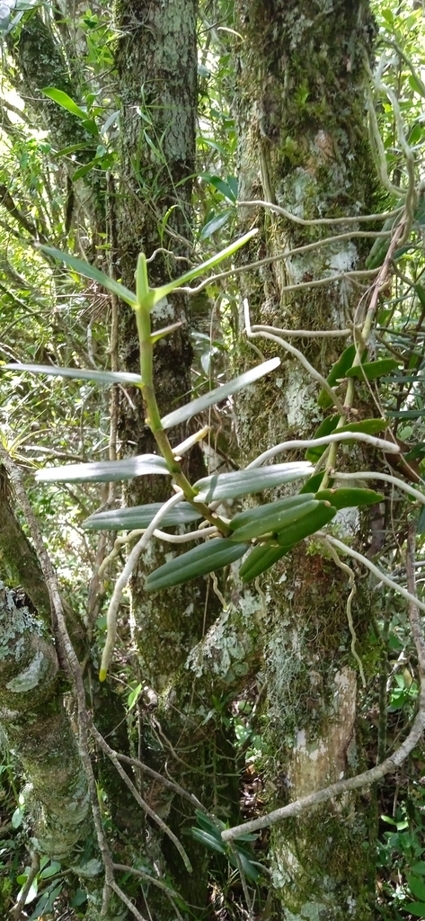 Campylocentrum densiflorum