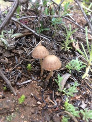 Psathyrella laricina