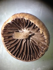 Psathyrella laricina
