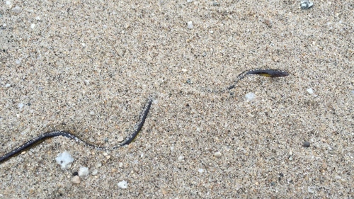 Anniella pulchra