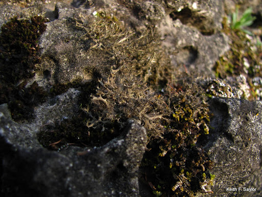 Fringe Lichens