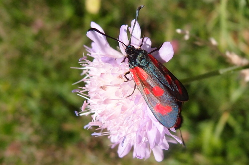 Slender Scotch Burnet