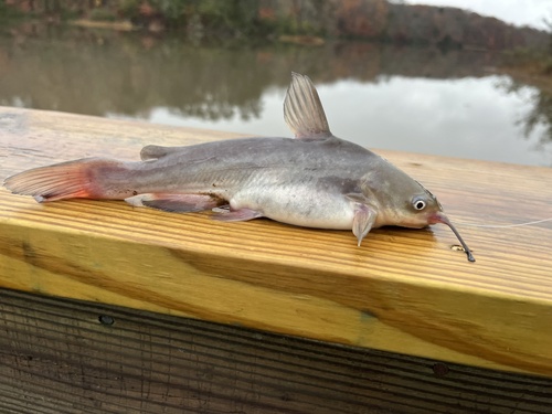 White Catfish