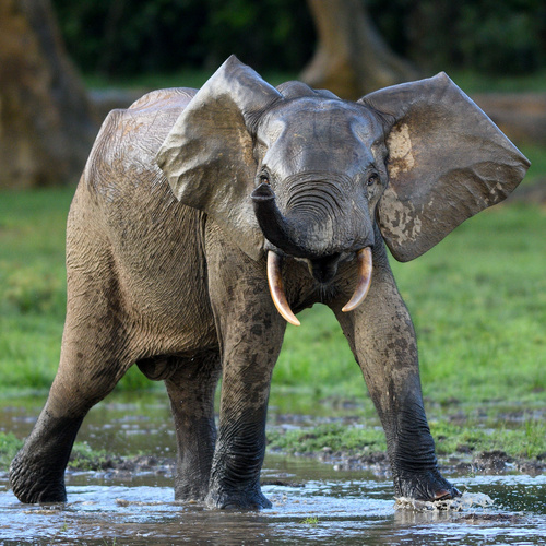 Forest Elephant