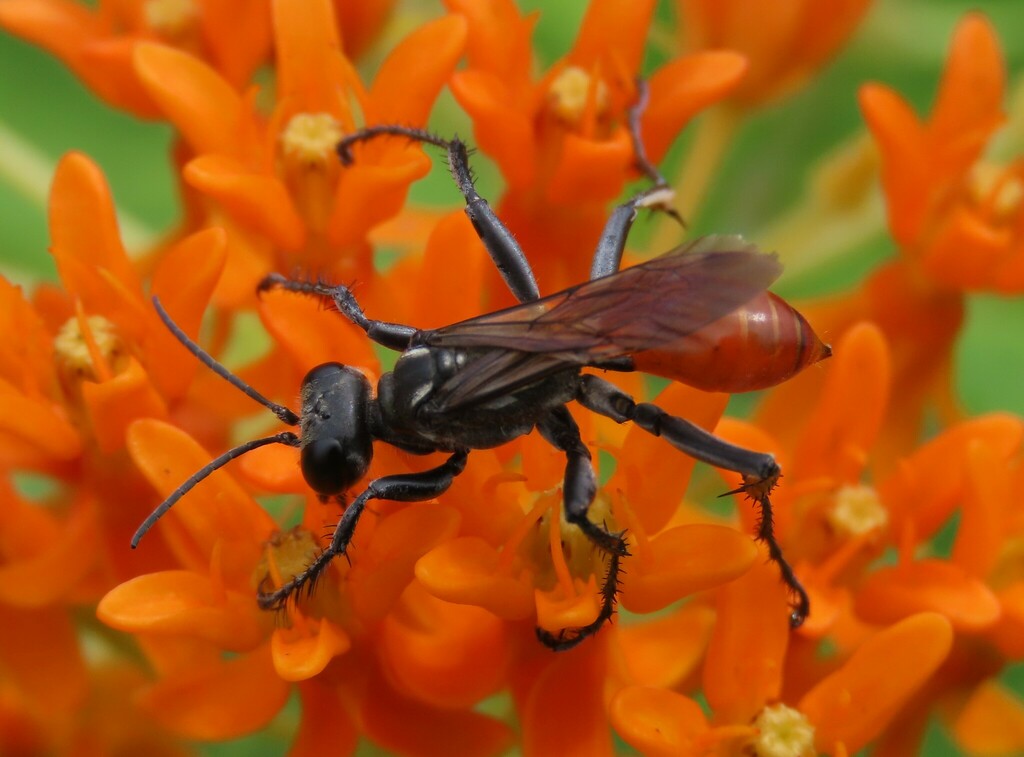 Parker's Thread-waisted Wasp from Bryn Mawr, Minneapolis, MN, USA on ...