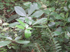 Pseudopanax laetus